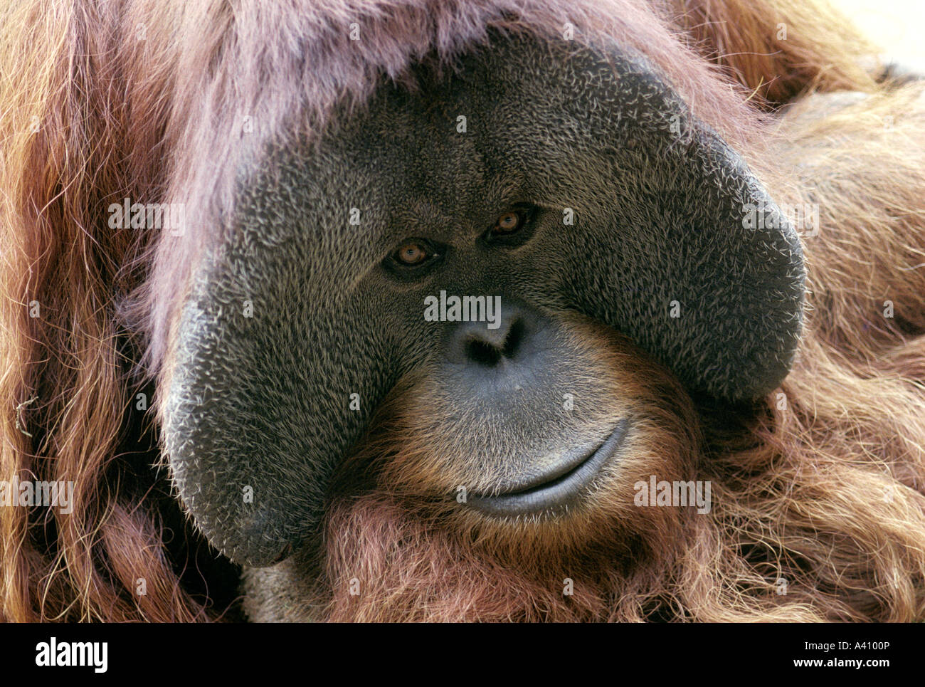 Sumatran orangutan Pongo pygmaeus Stock Photo