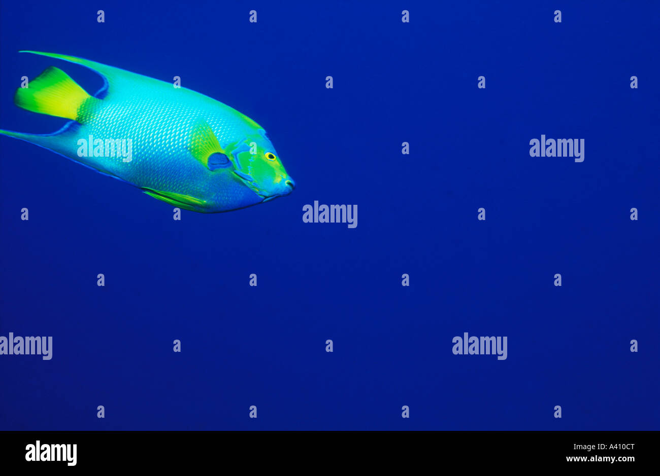 Queen angelfish underwater in the Carribean Stock Photo Alamy