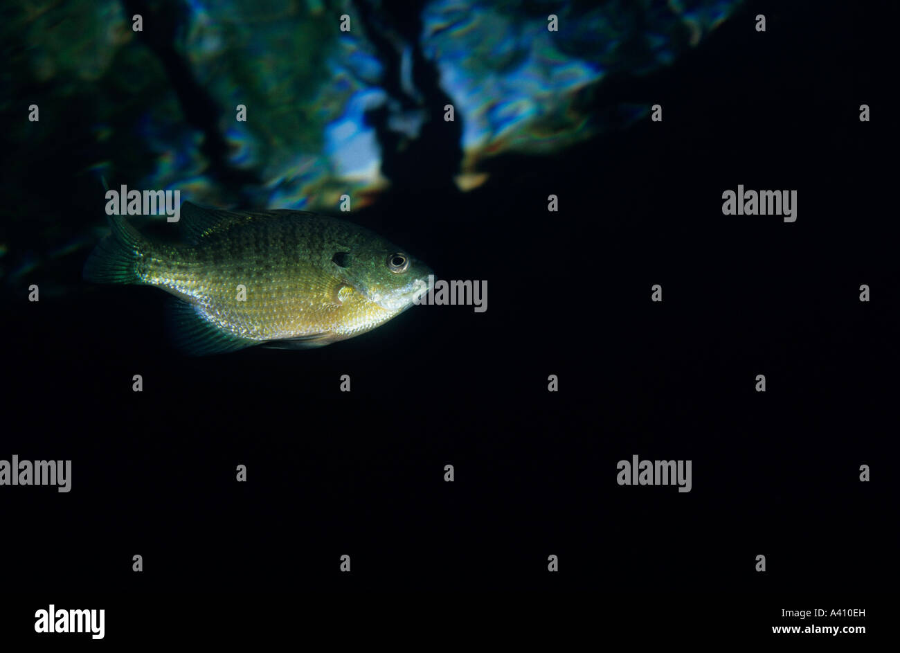 Bleu gill underwater in the St.Lawrence River in Canada Stock Photo