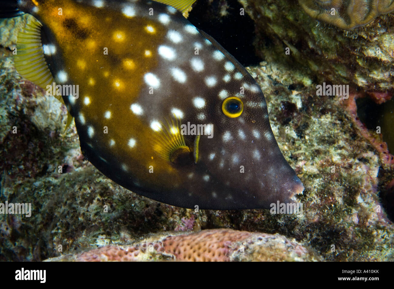 Whitespotted filefish on coral reef at Bonaire Island in the Caribbean Stock Photo