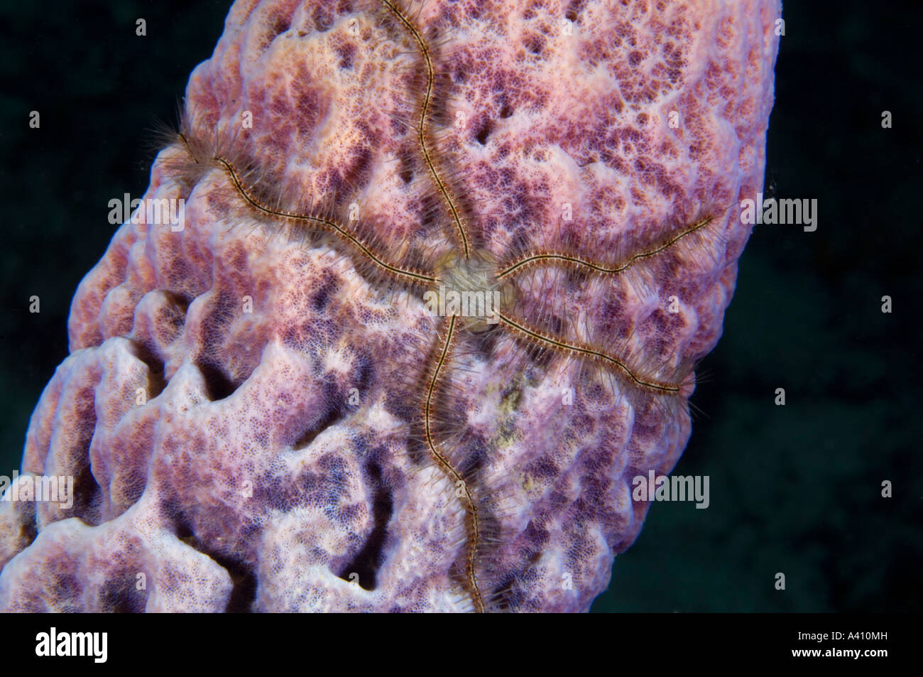 Brittle star and tube sponge on coral reef at Bonaire Island in the Caribbean Stock Photo