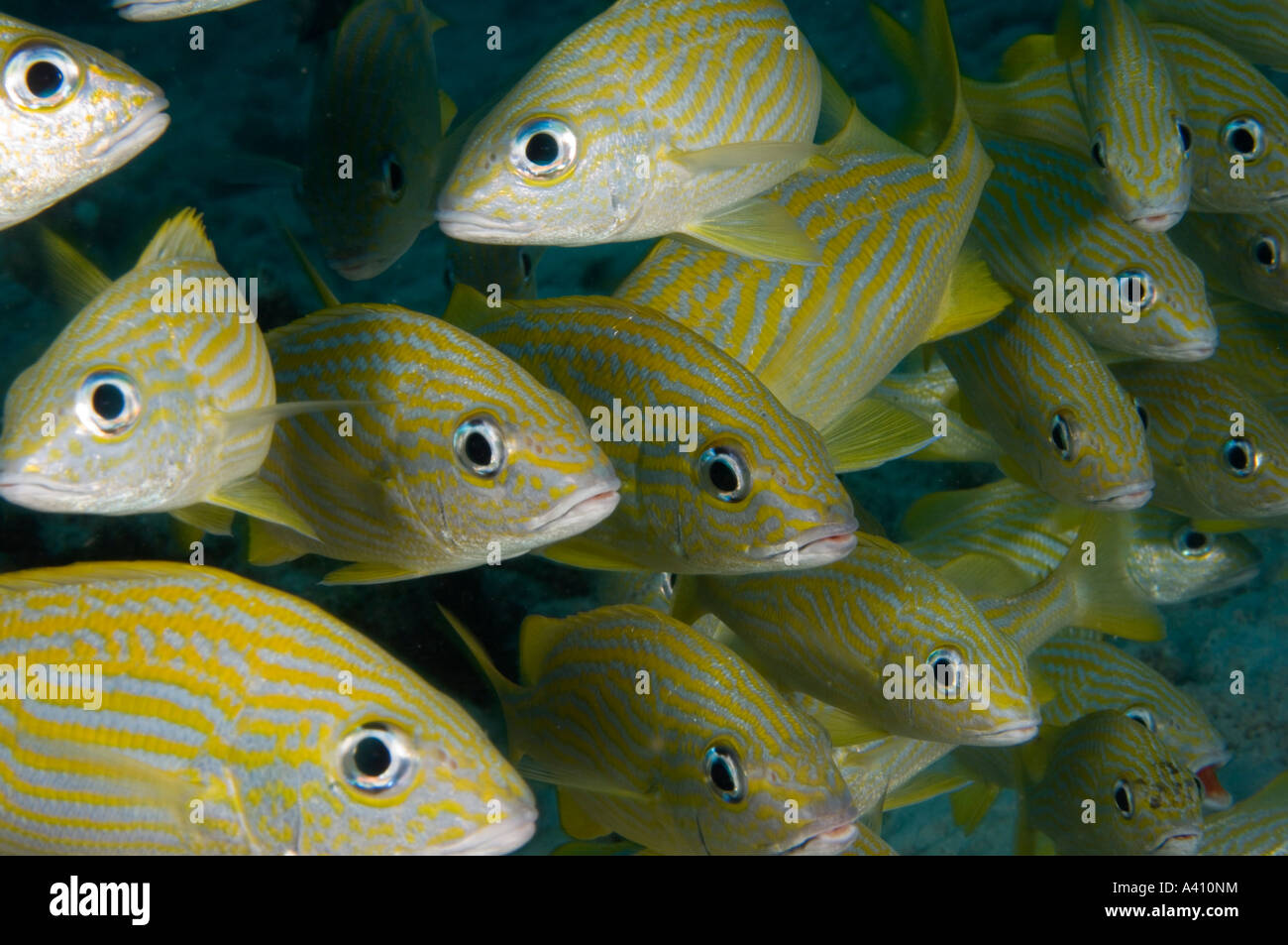School of juvenile french grunts underwater at Bonaire Island in the Caribbean Stock Photo