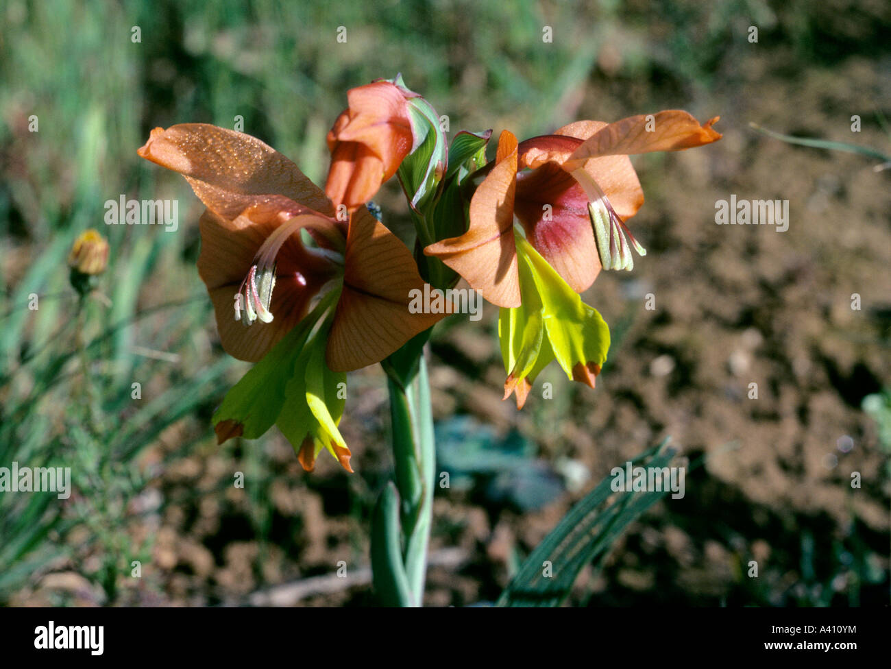 Gladiolus speciosus South Africa September Stock Photo