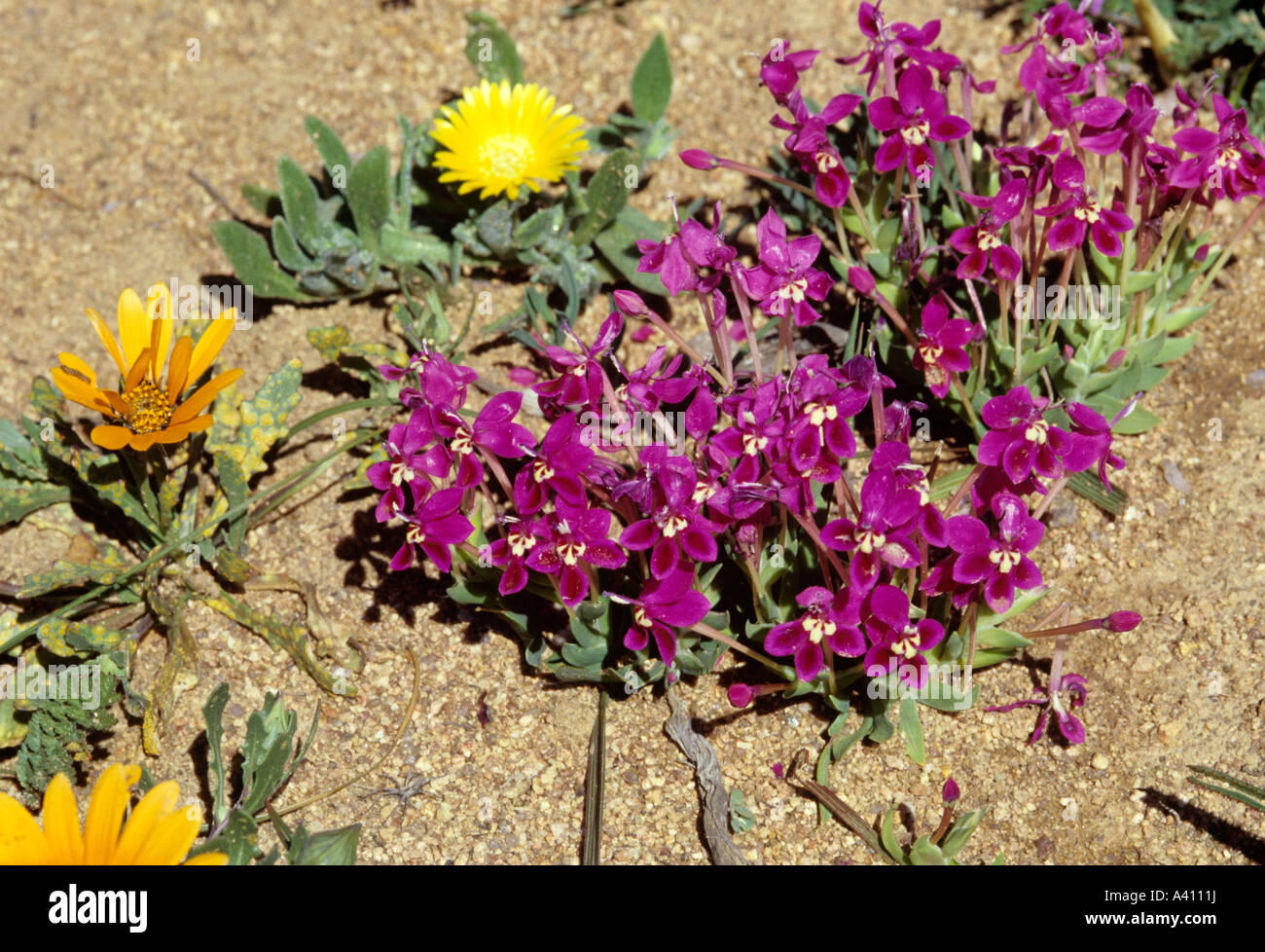 Lapeirousia silenoides Iridaceae Skilpad Namaqualand South Africa August Stock Photo