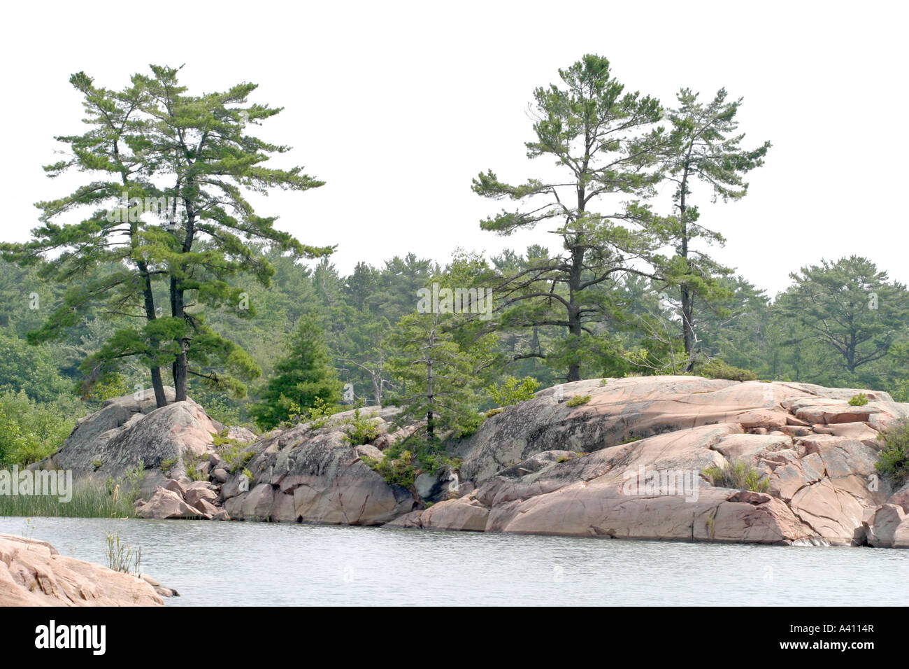 Windswept pine tree rugged rock hi-res stock photography and images - Alamy