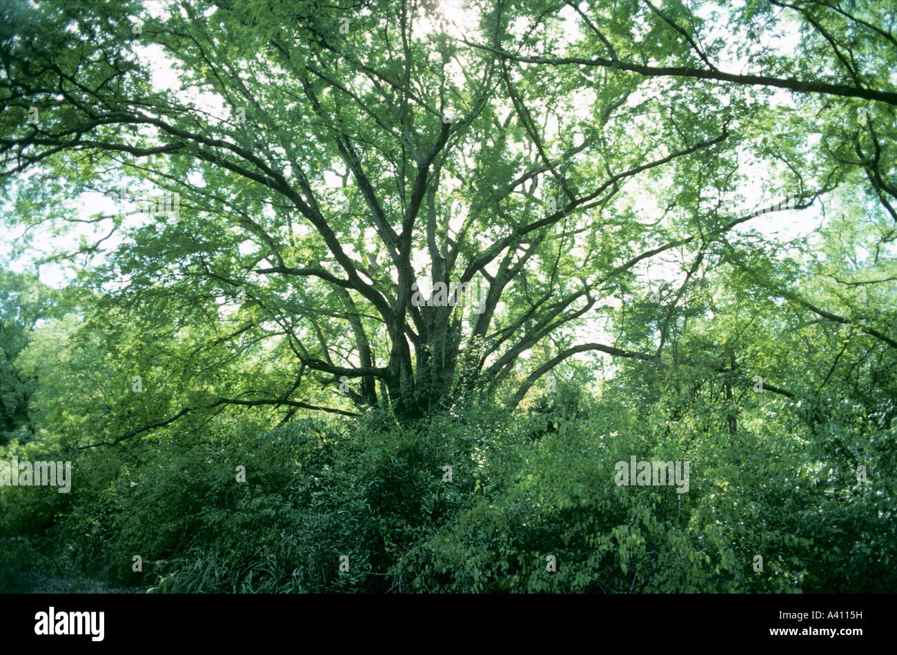 Tamarind Tree Tamarindus Indica In Woodland In Madagascar Stock Photo Alamy