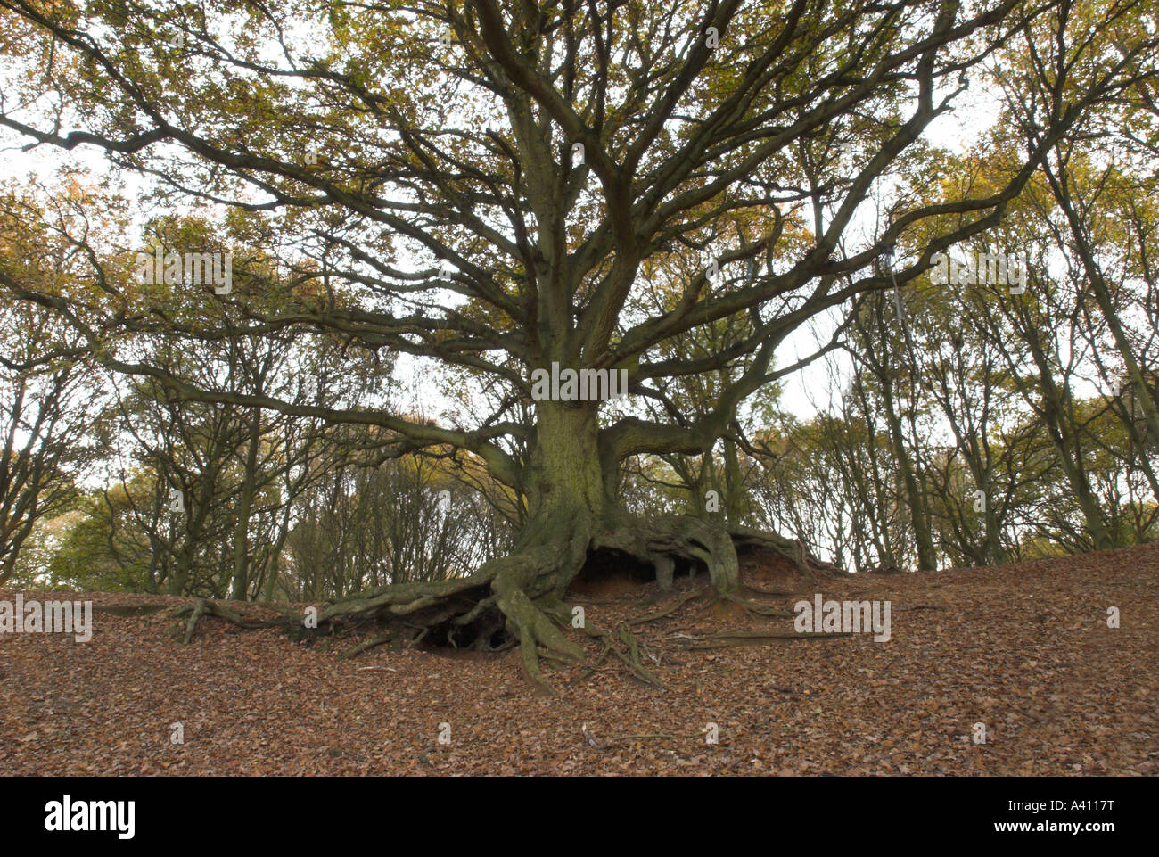 Oak tree Bawdeswell Heath Norfolk UK Stock Photo