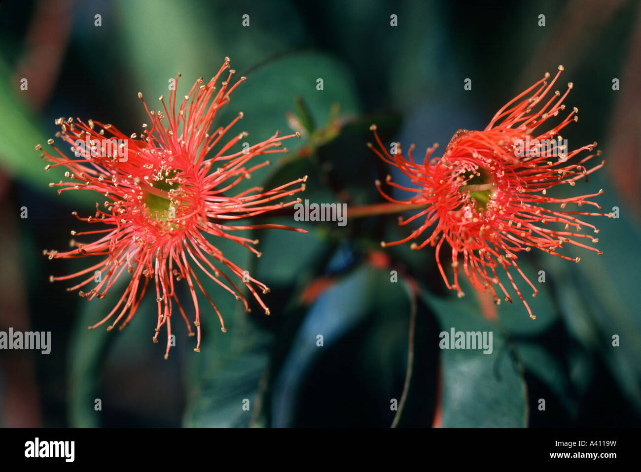 Eucalyptus flowers showing red stamens Stock Photo