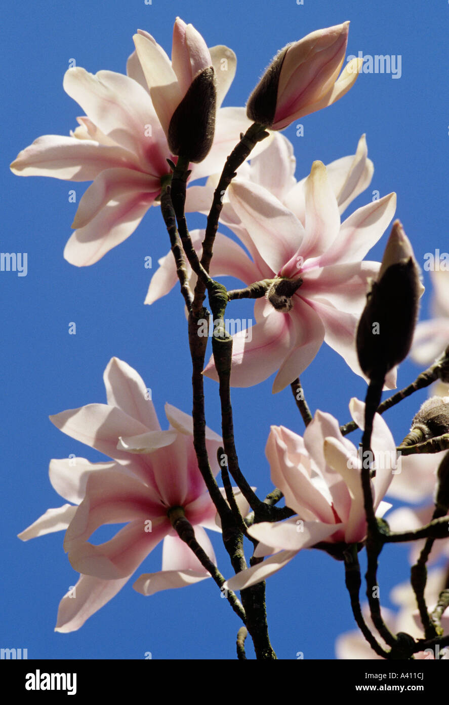 Magnolia dawsoniana is native to Sichuan and Yunnan provinces in China Stock Photo