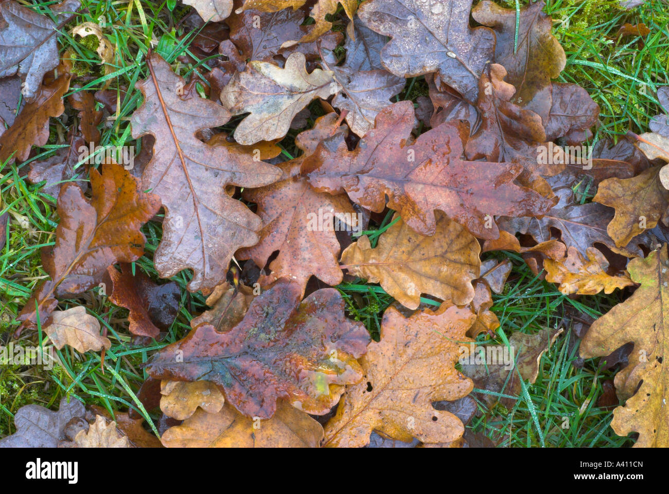 Wet oak leaves Stock Photo Alamy