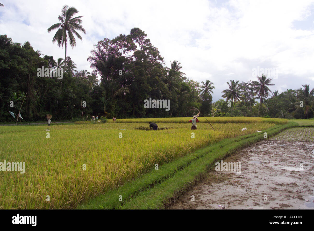 workers tending paddy field Bali Indonesia Stock Photo