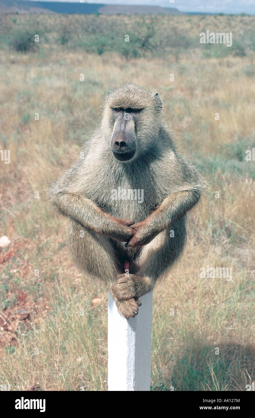 Male Yellow Baboon balancing on a white concrete post in Tsavo East