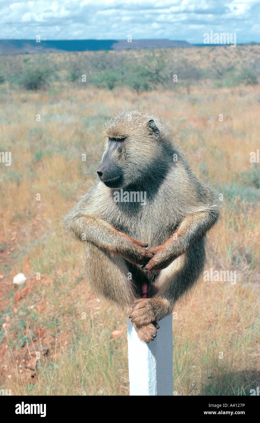 Male Yellow Baboon balancing on a white concrete post in Tsavo East