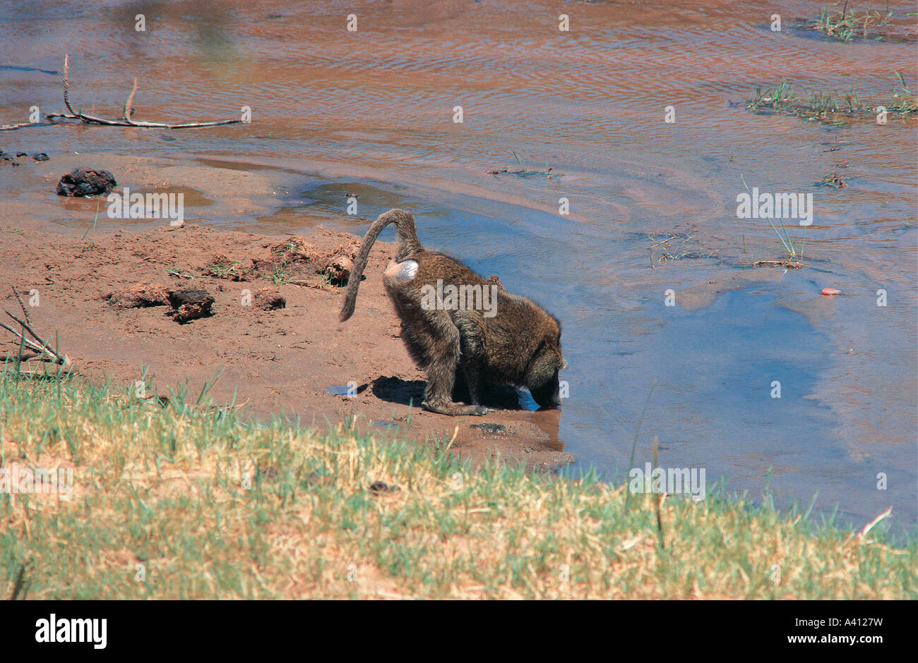 Olive Baboon drinking at side of Uaso Nyiro River in Samburu National Reserve Kenya Stock Photo