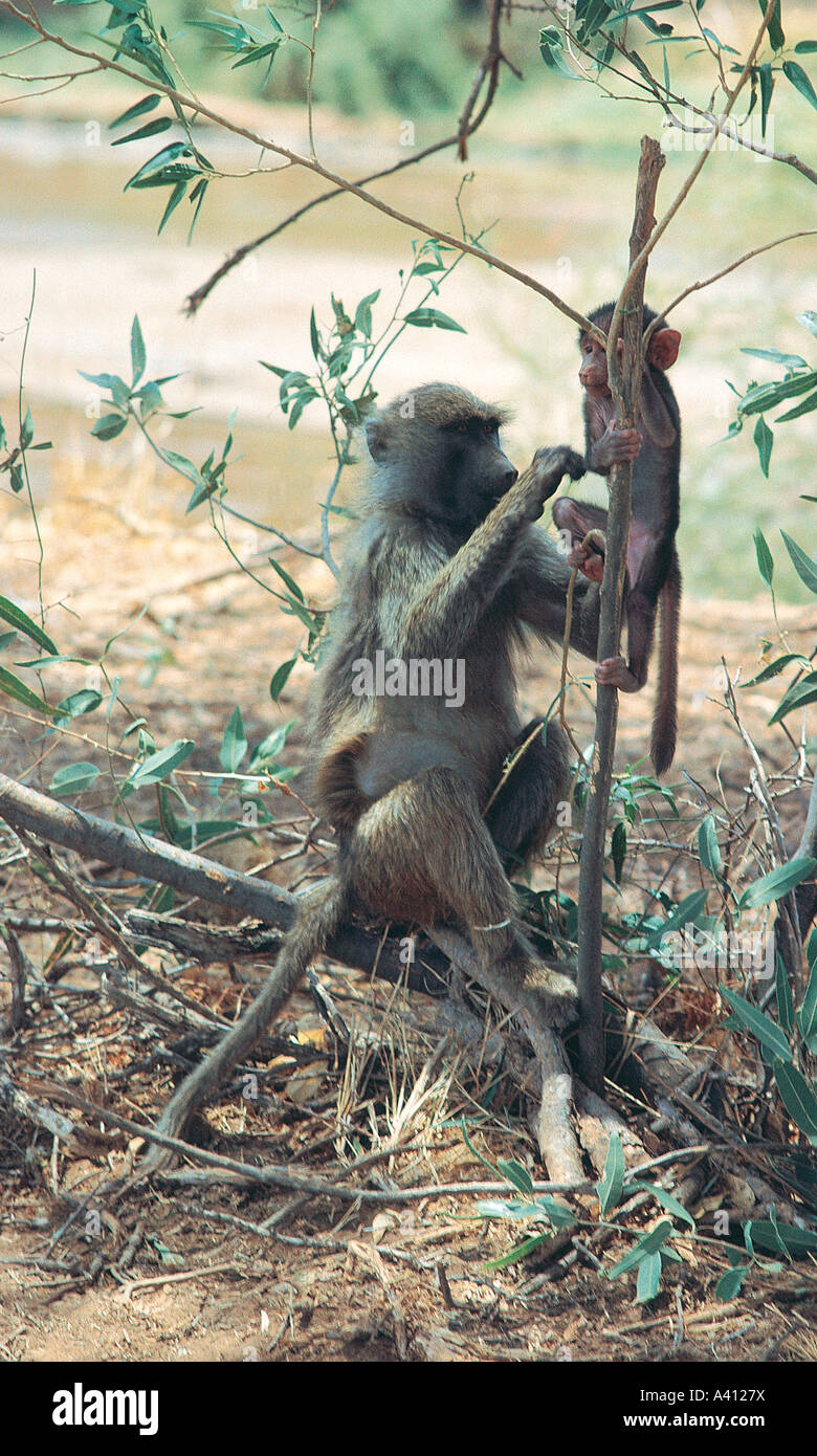 Immature Olive Baboon and baby sitting at Samburu National Reserve Kenya East Africa Stock Photo