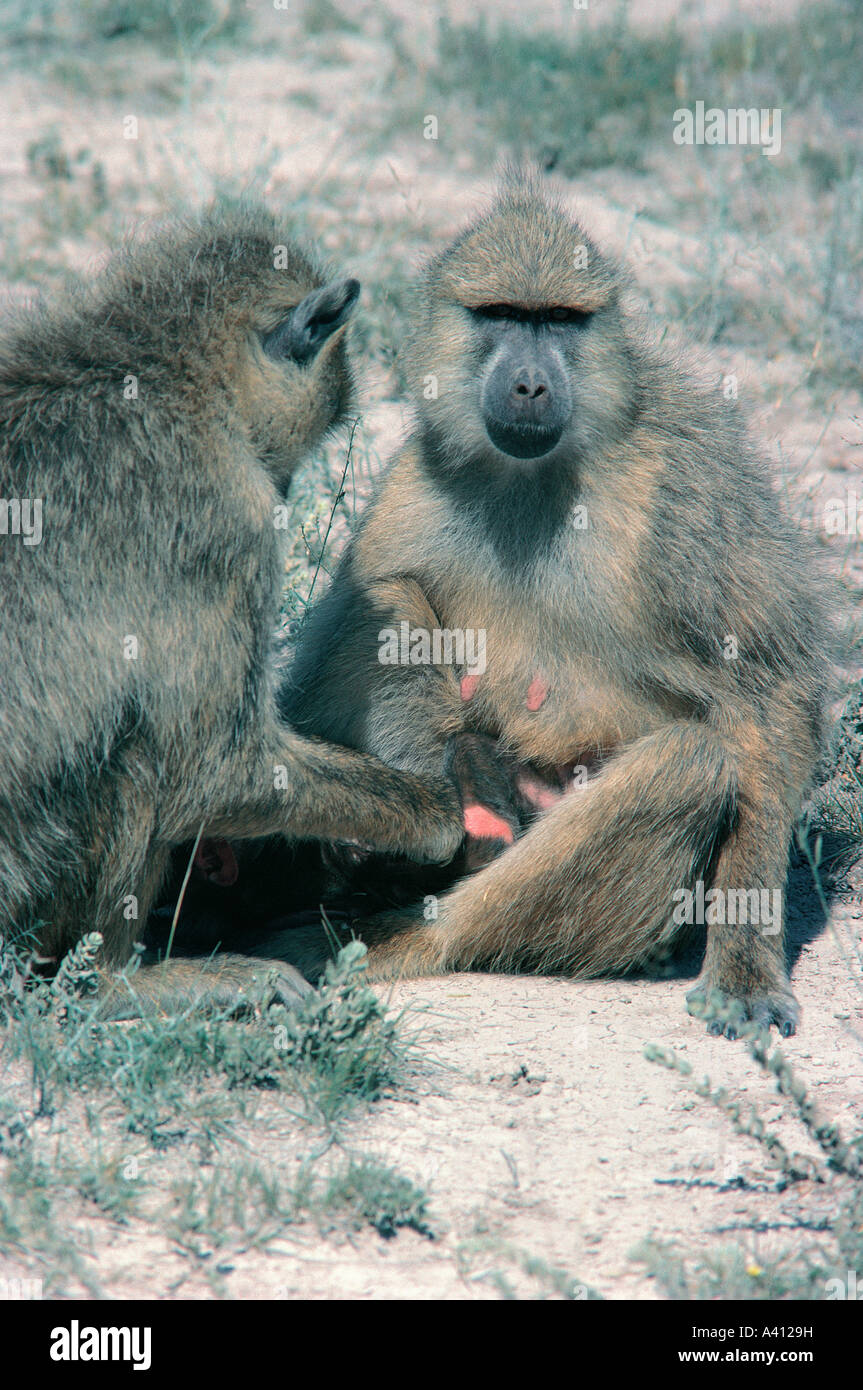 Two adult Yellow Baboons with a baby in Amboseli National Park Kenya East Africa Stock Photo