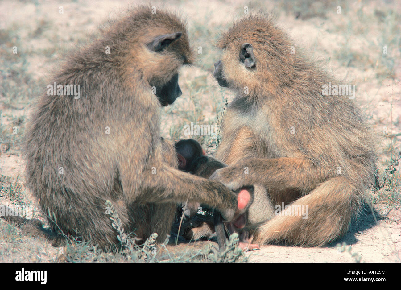 A tender scene with two adult Yellow Baboons sharing a baby Amboseli National Park Kenya East Africa Stock Photo