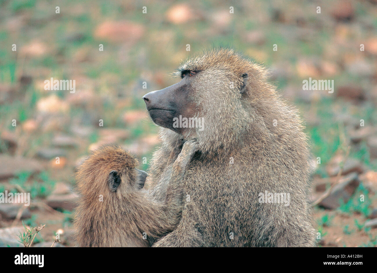 Juvenile Olive Baboon grooms adult male at Serengeti National Park Tanzania East Africa Stock Photo