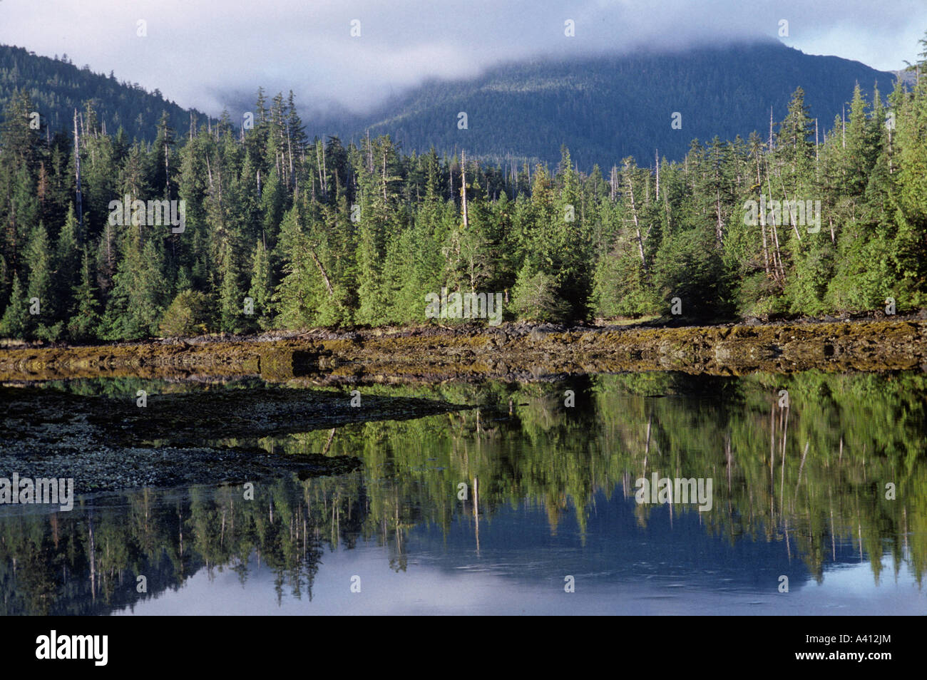 Conifers above seaweeds exposed at low tide at dawn Burnaby Narrows Queen Charlotte Islands British Columbia Canada Stock Photo