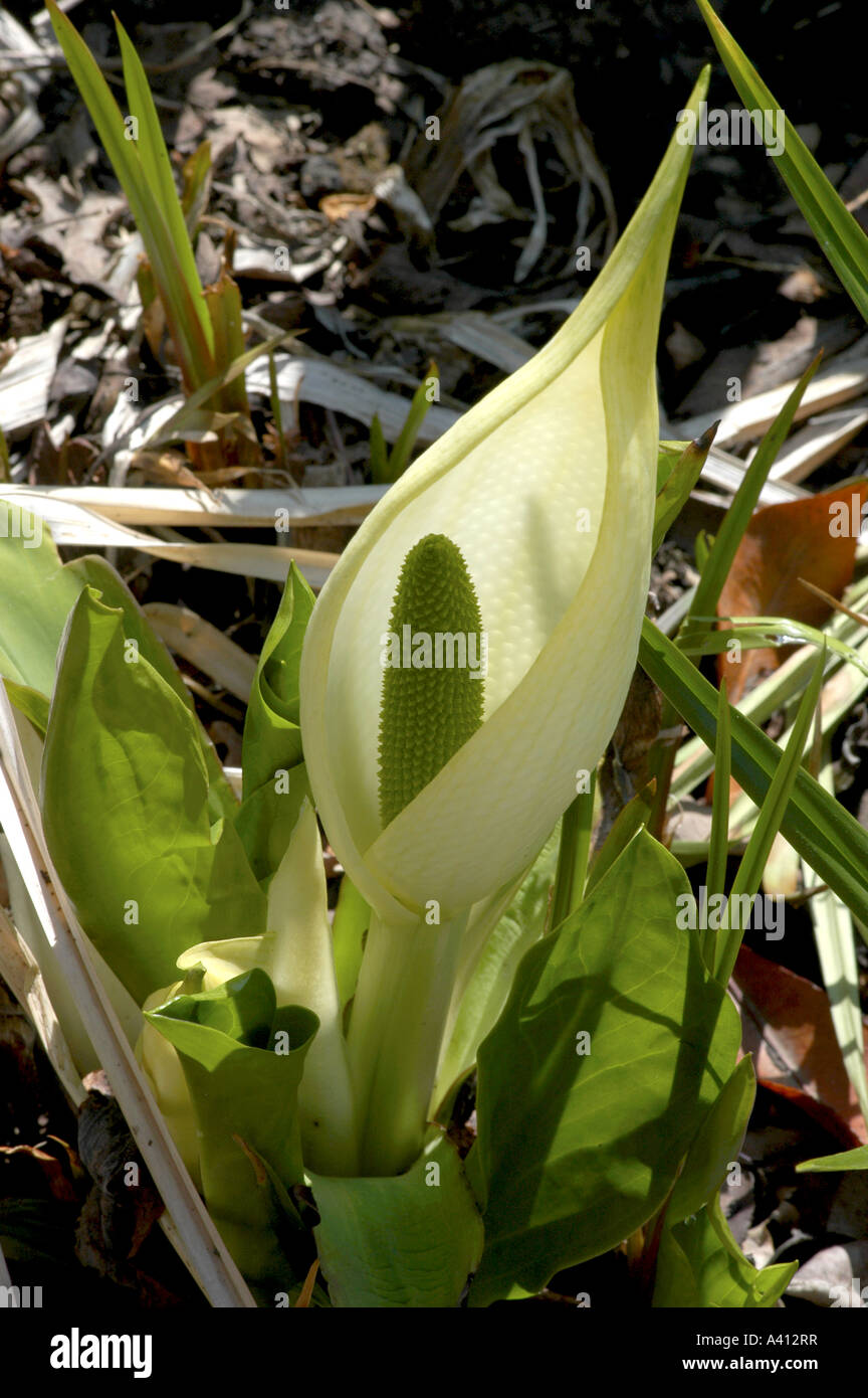 White skunk cabbage Lysichiton camtschatcensis Stock Photo - Alamy