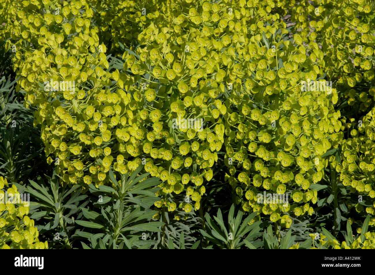 Euphorbia characias Wulfeni has lime green flowers which persist for