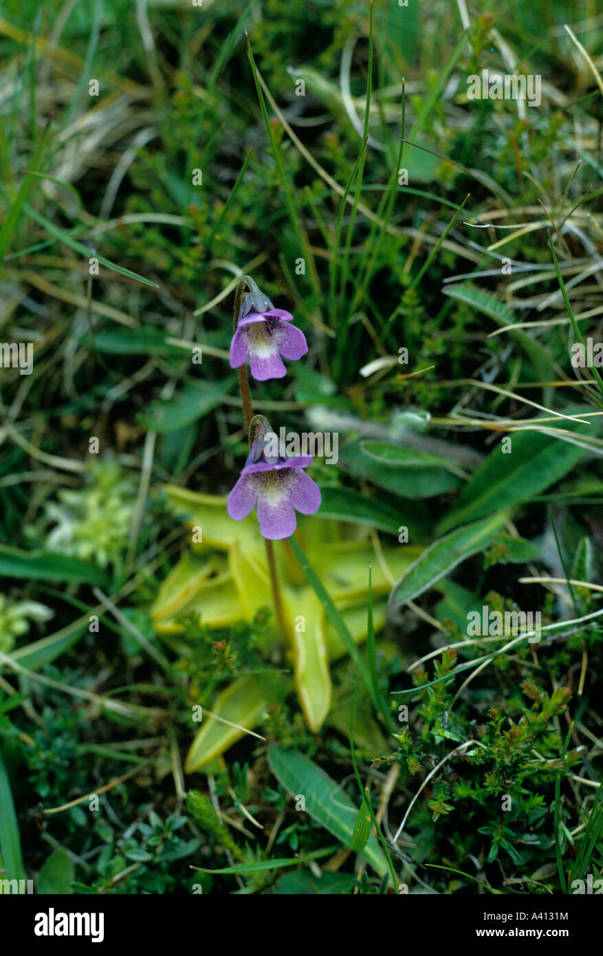 Common butterwort Pinguicula vulgaris traps insects on the sticky basal leaves Stock Photo
