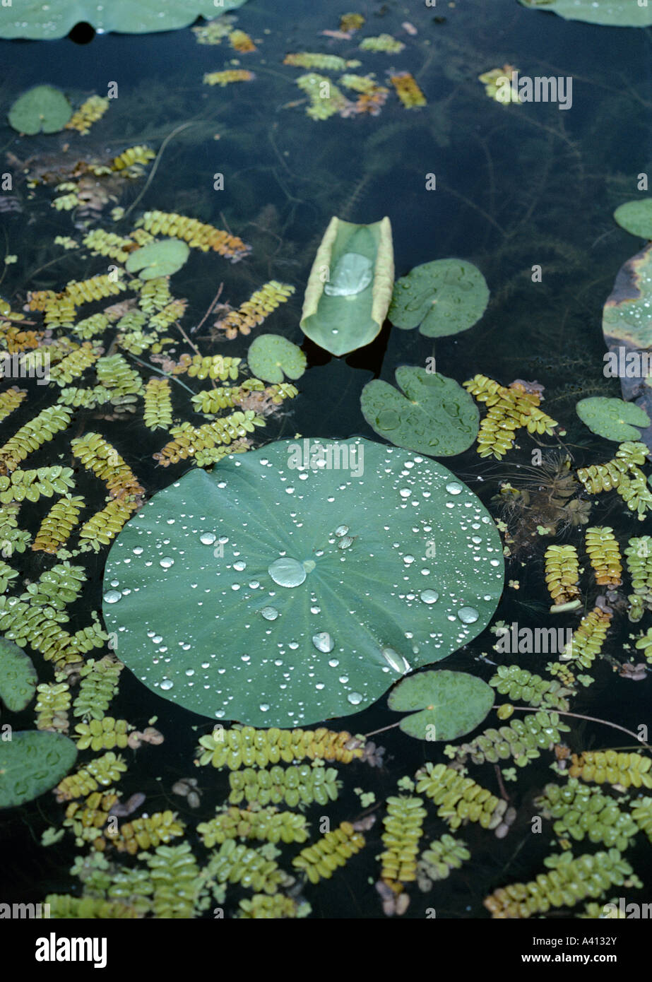 Raindrops on lotus lily or sacred lotus leaves Nelumbo nucifera with aquatic fern, Salvinia, Dal Lake, Kashmir Stock Photo