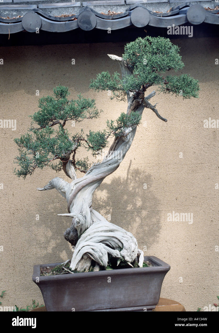 Bonsai Californian juniper Huntington Botanic Garden Stock Photo Alamy