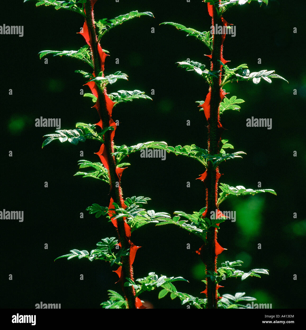 Wingthorn rose Rosa omeiensis new thorns Stock Photo