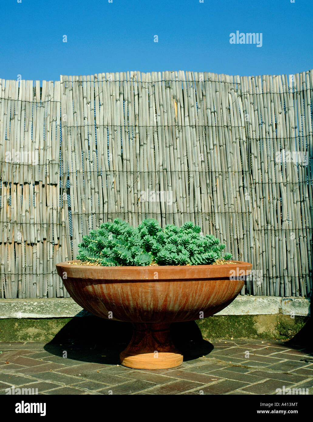 Euphorbia myrsinites in terracotta urn slit bamboo windbreak Stock Photo