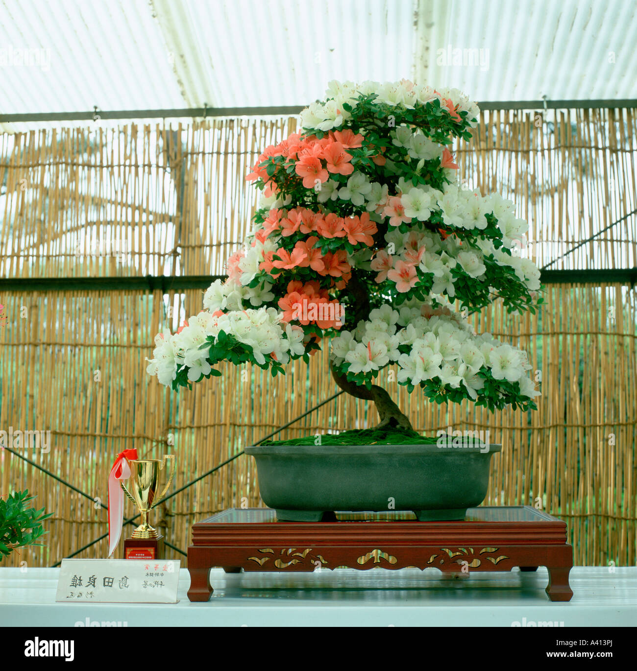 Prize winning bonsai azalea Everlasting glory exhibit shows two different colour varieties grafted into one stem Tokyo Japan Stock Photo