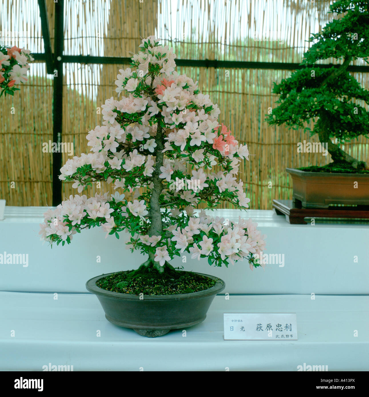 Bonsai azalea Sunshine exhibit Tokyo Japan Stock Photo