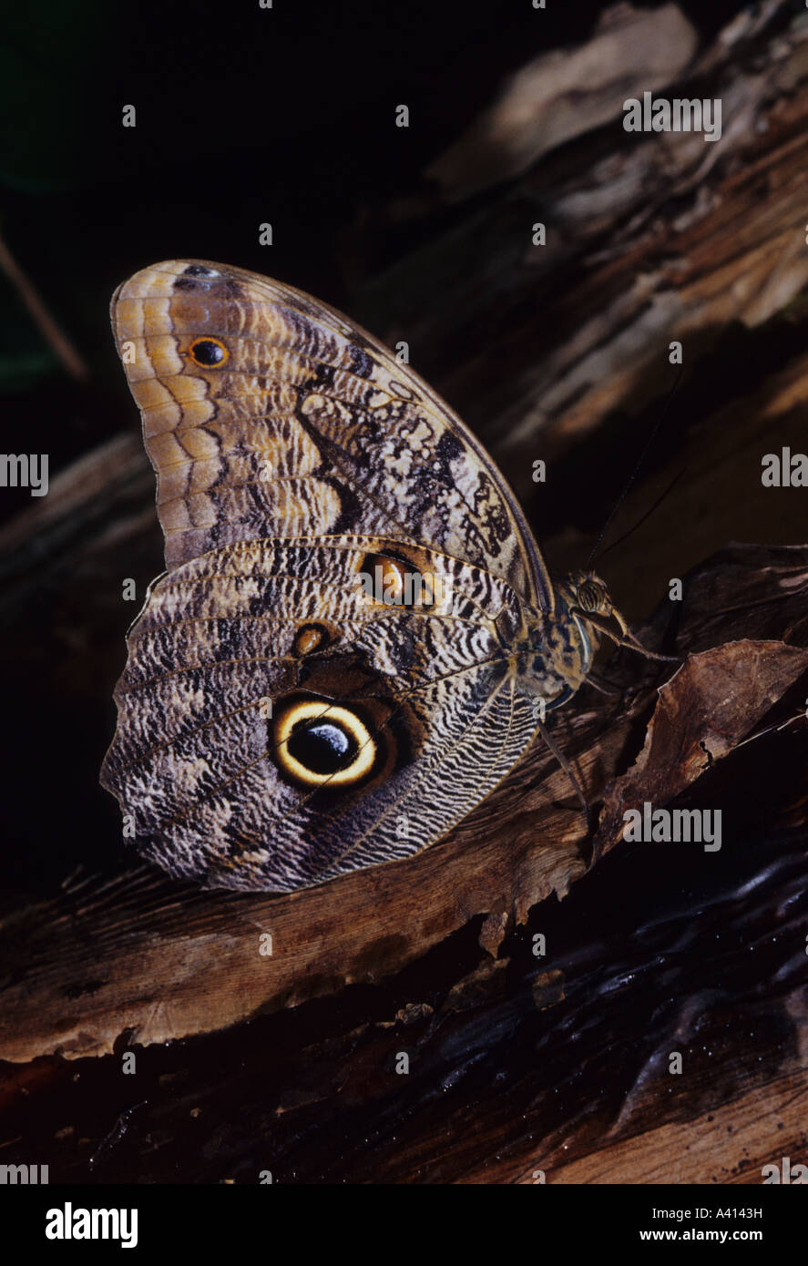 Caligo memmon tropical butterfly Stock Photo