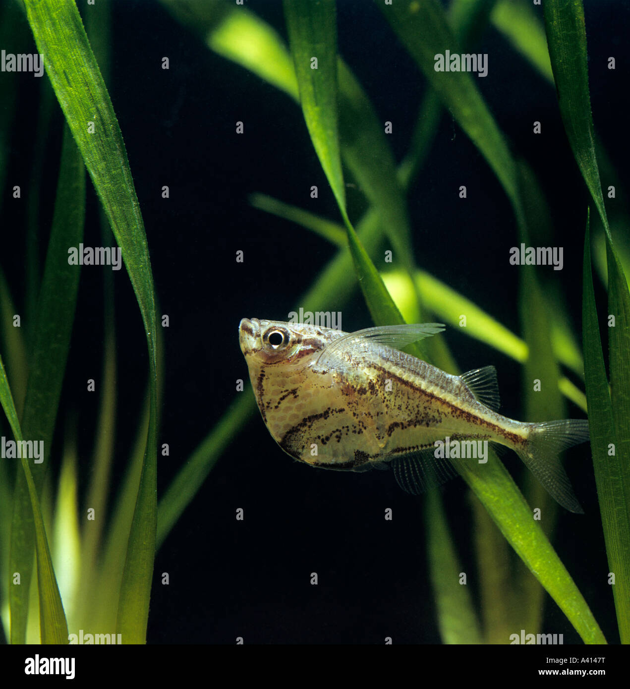 Marbled hatchet fish Carnegiella strigata Stock Photo