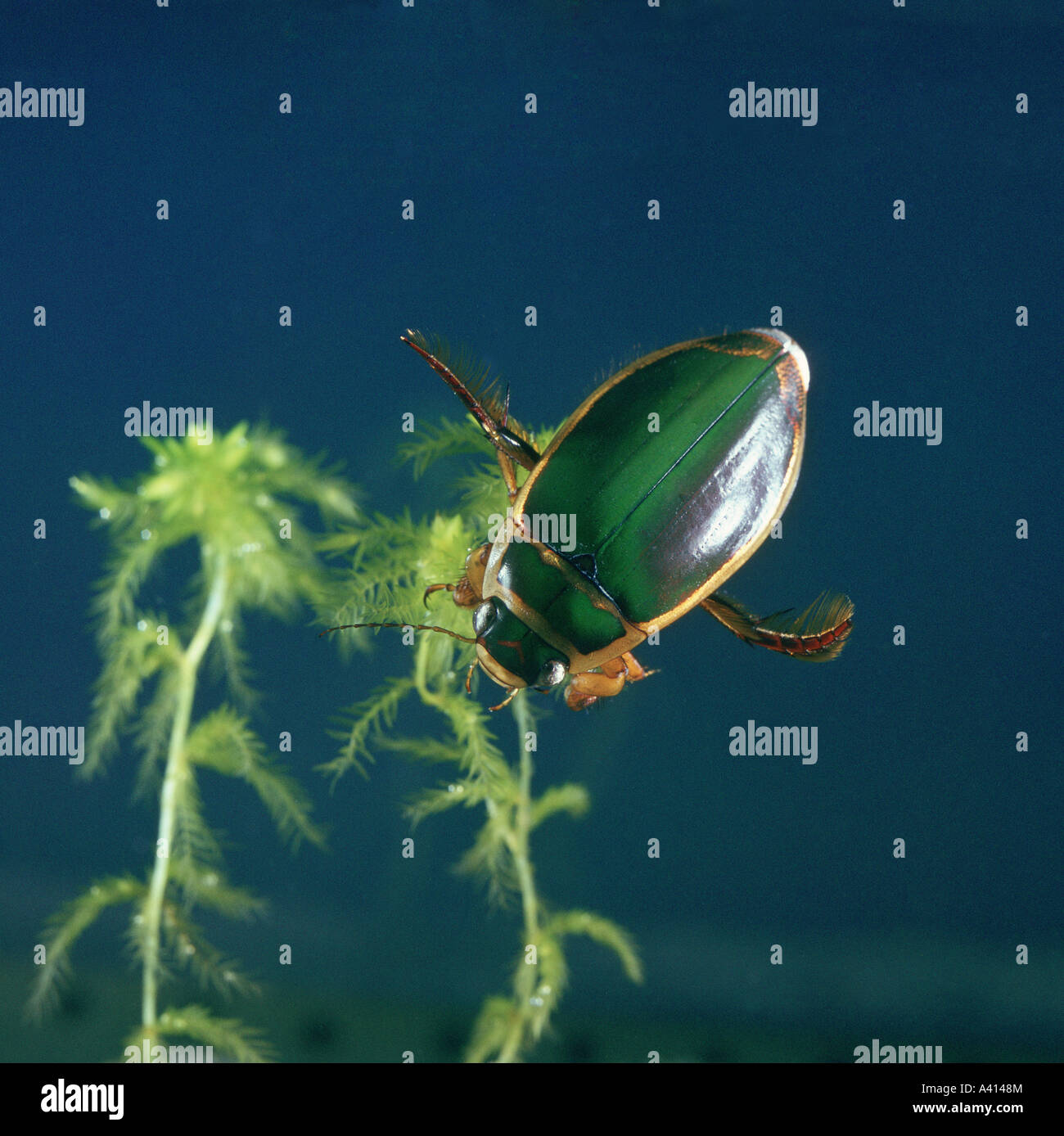 Male great diving beetle Dytiscus marginalis Stock Photo