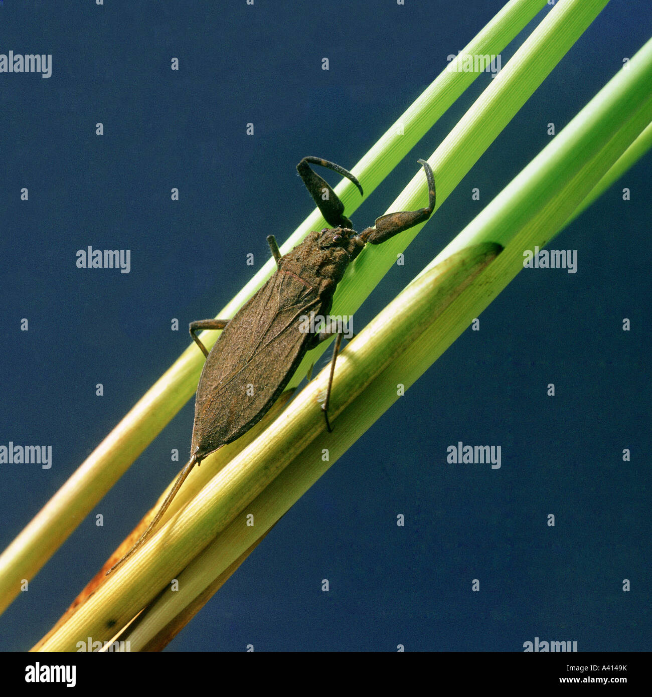 Water scorpion Nepa cinerea resting on reeds underwater Stock Photo