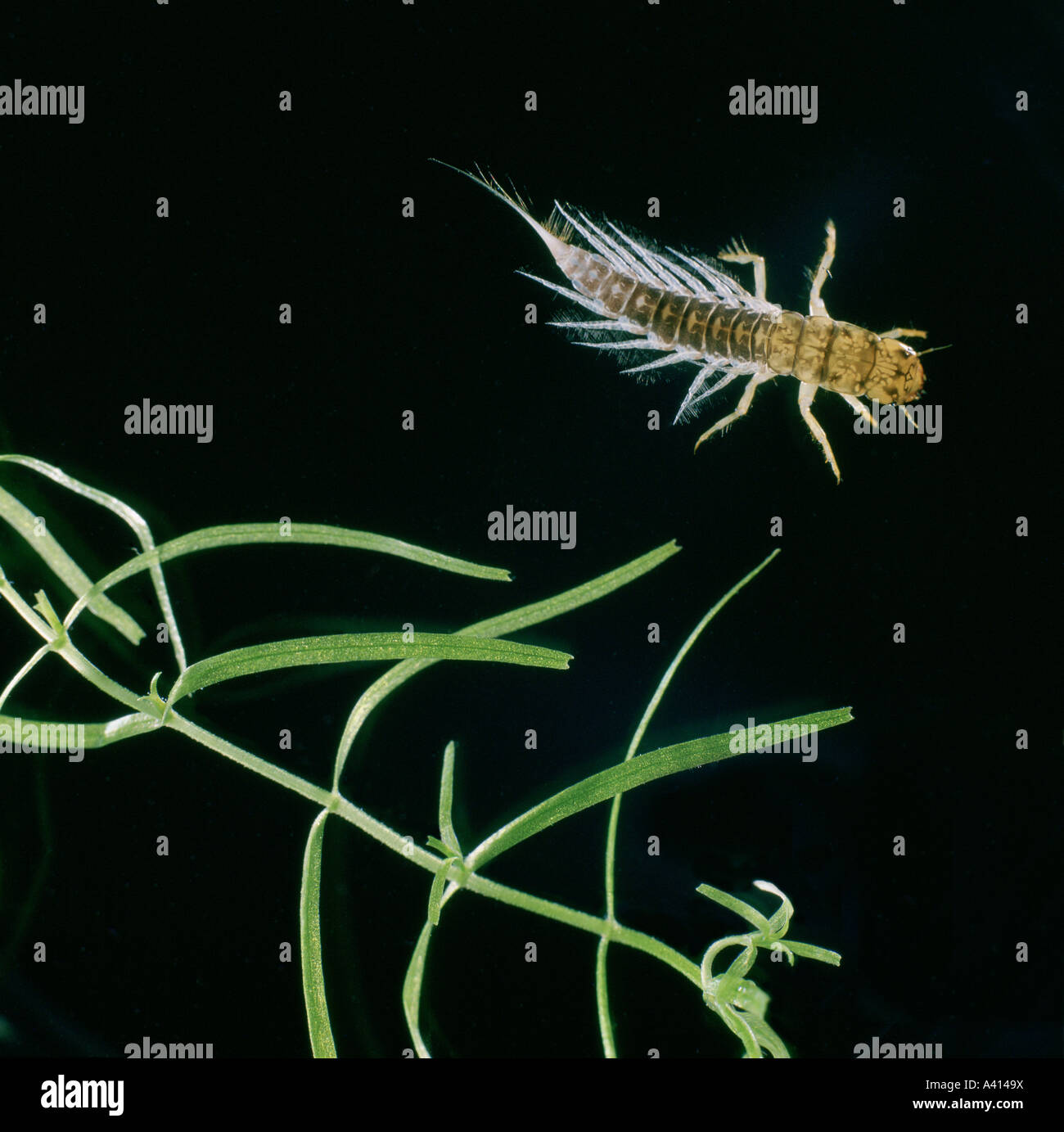 External gills hires stock photography and images Alamy