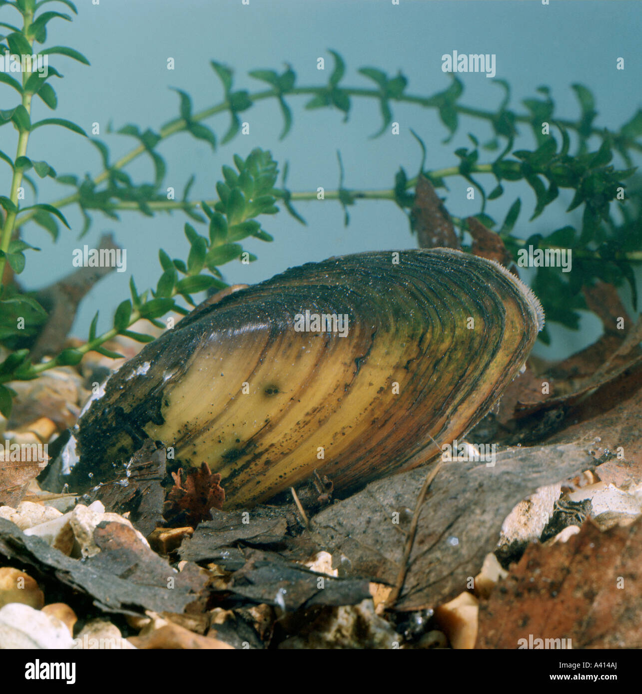 Swan mussel  Anodonta cygnea partially buried in the substrate in freshwater Stock Photo
