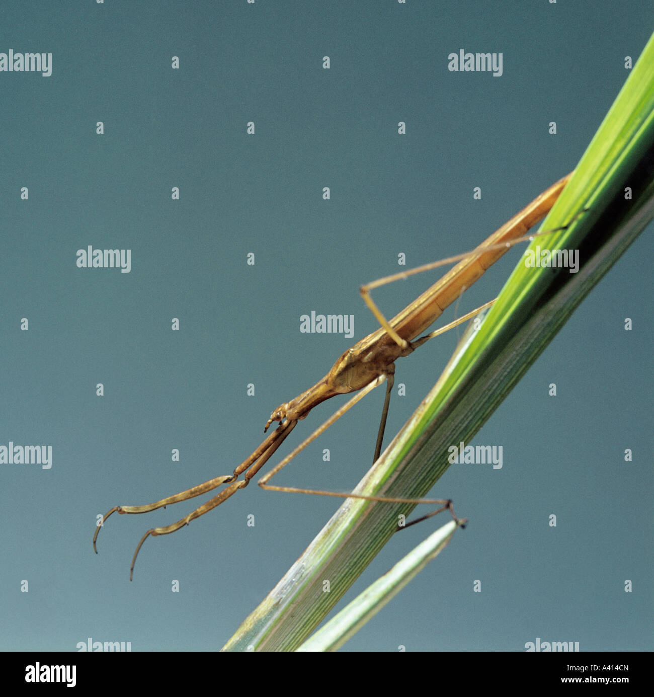 Water stick insect Ranatra linearis showing the forelegs adated for grasping prey Stock Photo