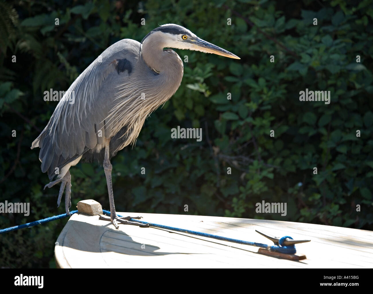 Great Blue Heron Ardea herodias on prow of boat while hunting in lake Seattle USA Stock Photo