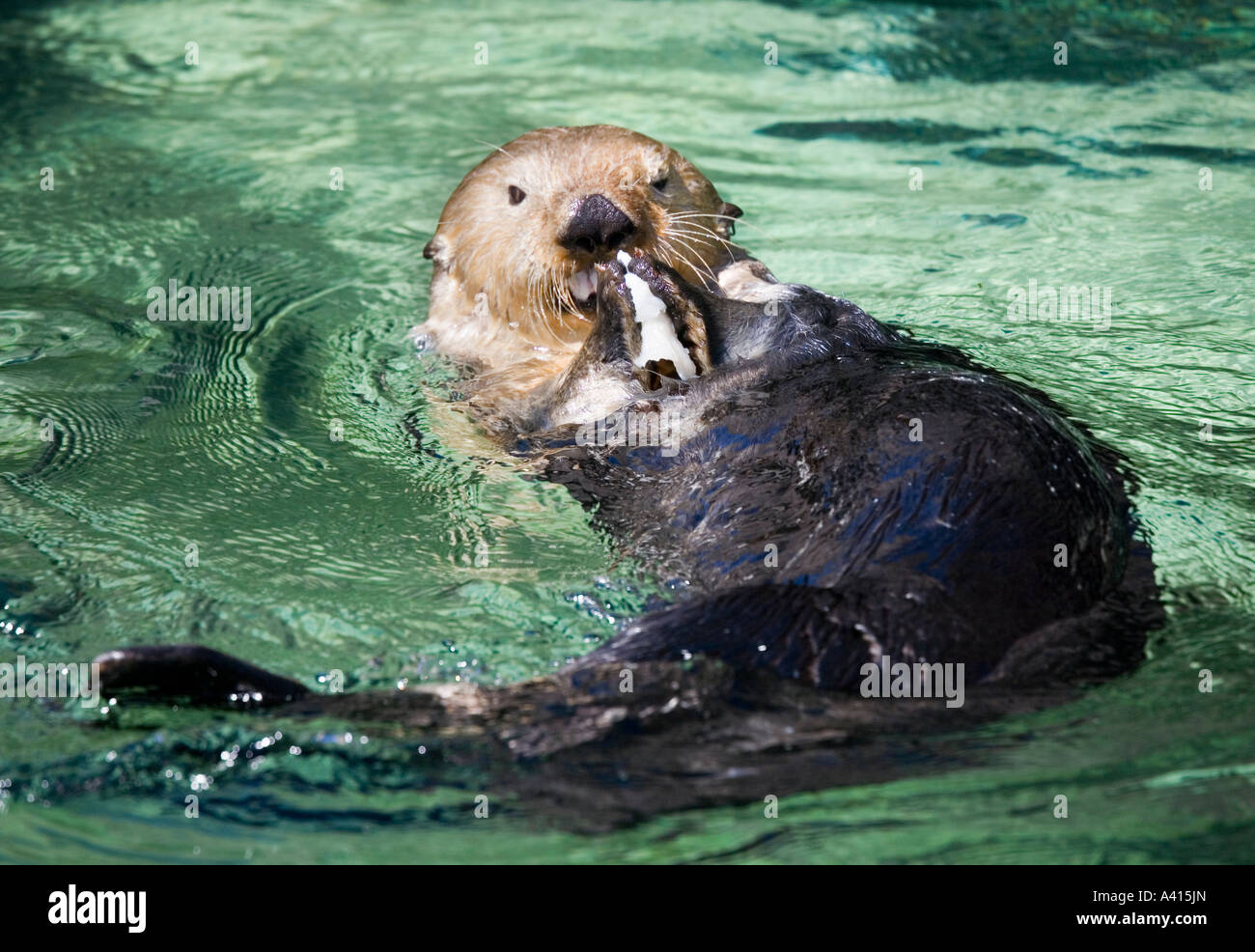Sea otter Enhydra lutris Vancouver aquarium Canada Stock Photo - Alamy