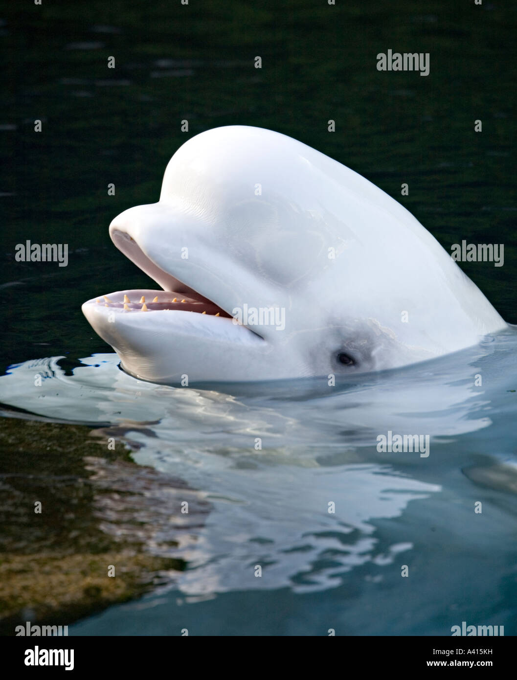 Head of beluga or white whale Delphinapterus leucas with mouth open