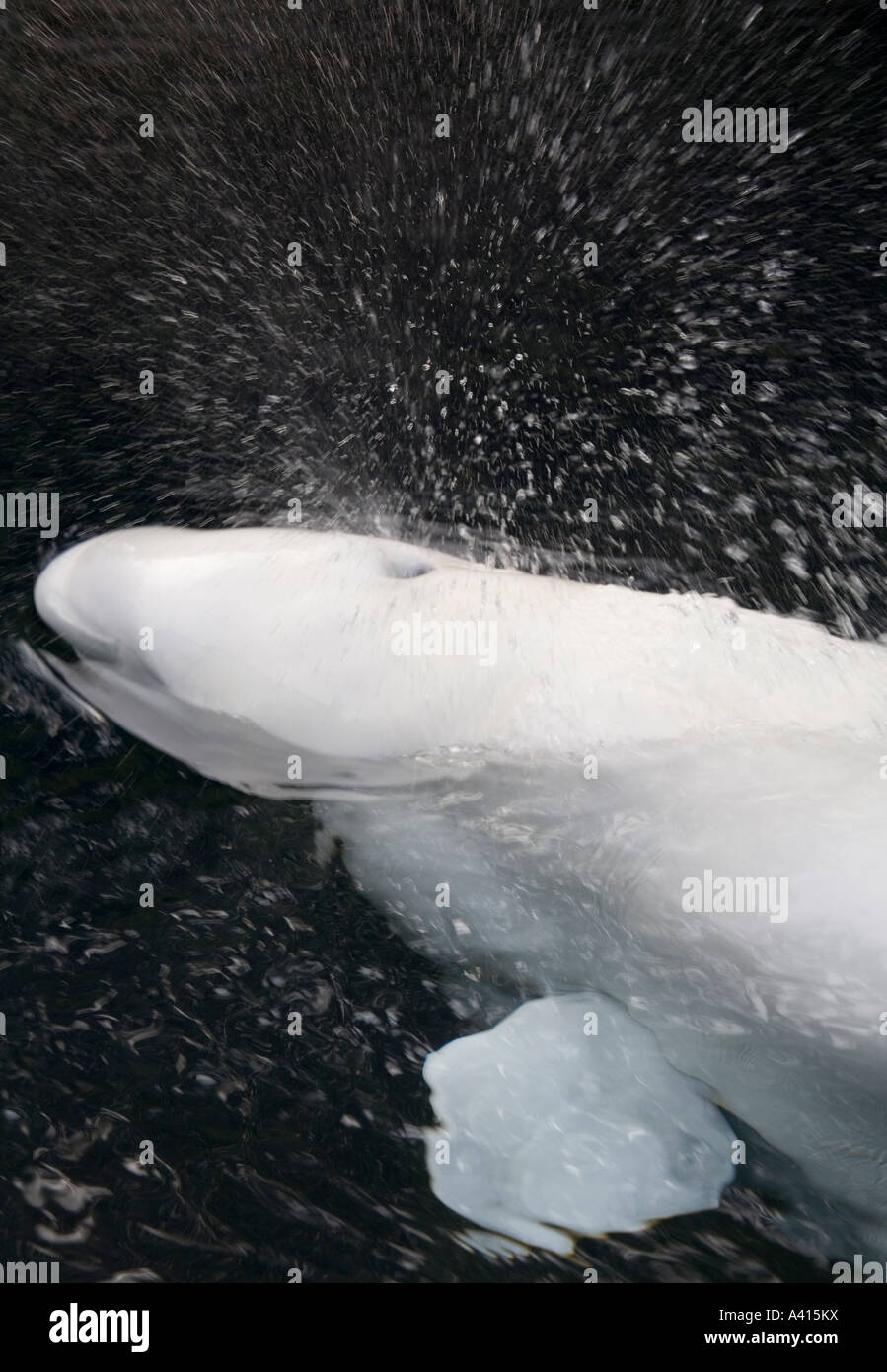 Blowhole whale head hi-res stock photography and images - Alamy