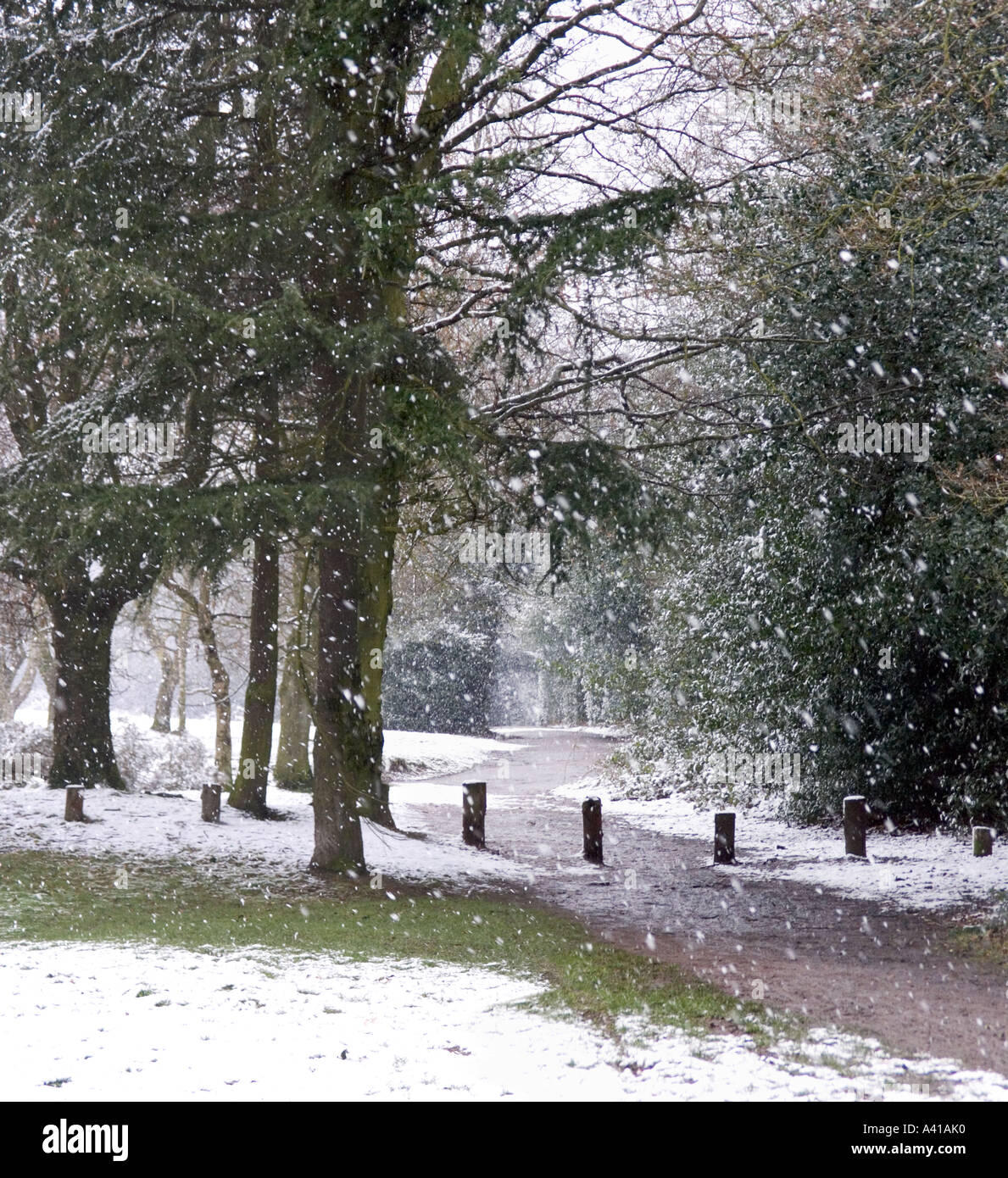 Woodland scene Snow Falling With a View of a Meandering Path Through