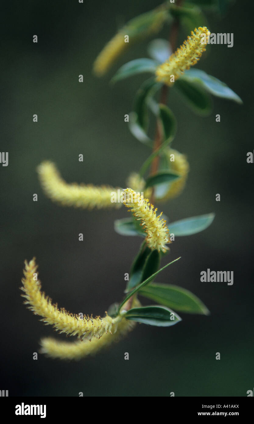 Willow Salix twig Stock Photo