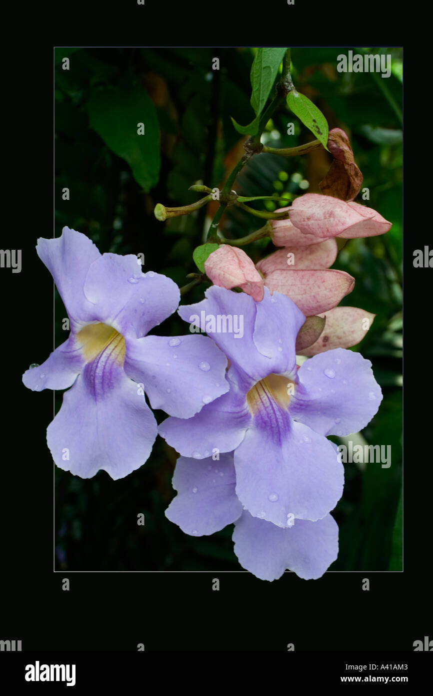 Thunbergia Grandiflora or The Blue Trumpet Vine With Water Droplets On The Petals and Set in a Black Frame Stock Photo