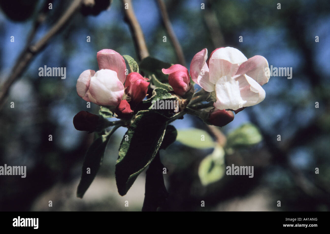 Apple tree malus domes hi-res stock photography and images - Alamy