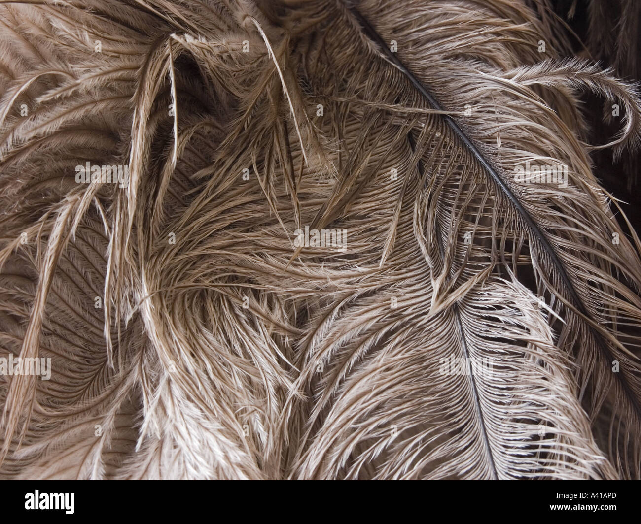 cream ostrich feathers