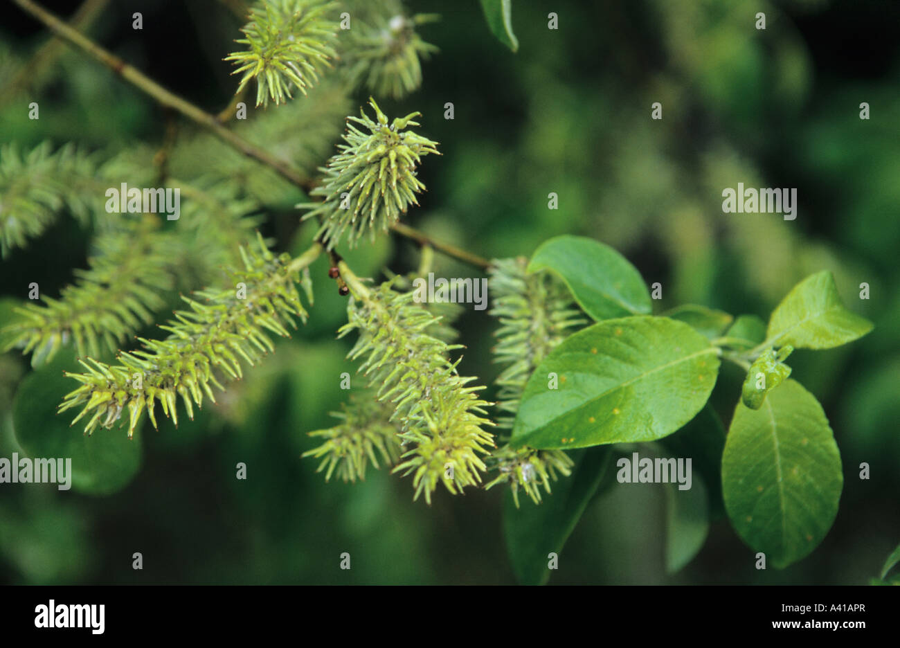 Close up of Willow Salix Stock Photo