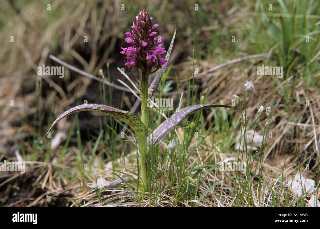 Marsh orchid Stock Photo